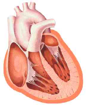 PERICARDITIS  constrictiva 