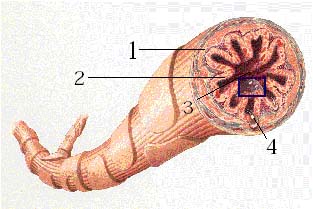 bronqui asma pediatria