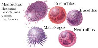 proceso inflamatorio asma pediatria