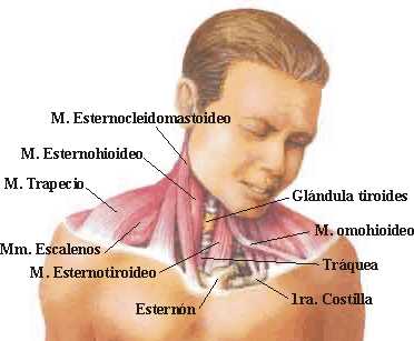 anatomía anterior del cuello