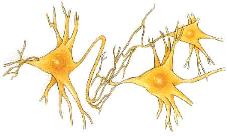 NEURONAS copy.JPG (19025 bytes)